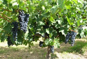 Grape vines, Mendoza (Argentina)